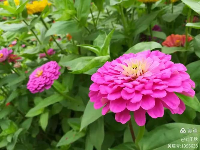 秋花晨韵