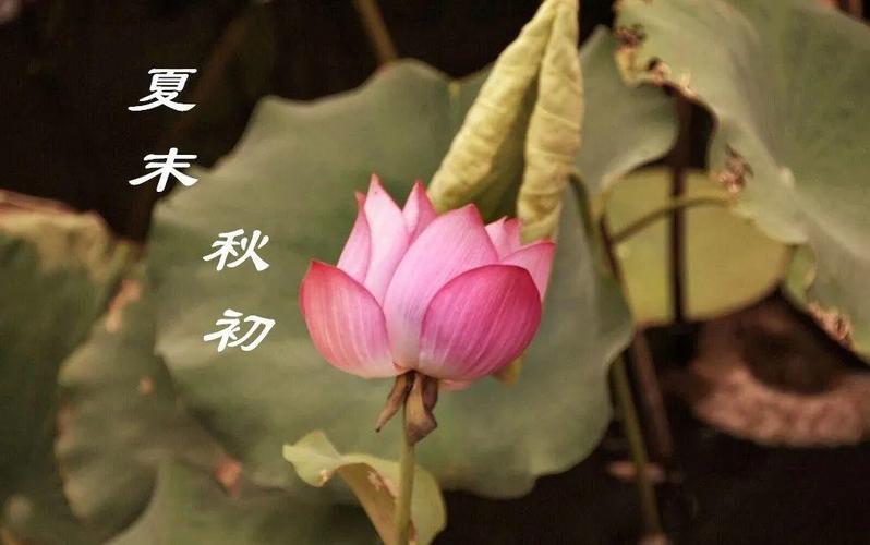 夏末秋初,调养心肺,晨起一搓二动,做好"三个字",安度秋冬